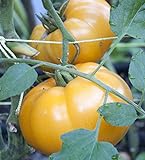 75+ Yellow Brandywine Tomato Seeds- Heirloom Variety- by Ohio Heirloom Seeds photo / $4.19