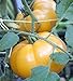 photo 75+ Yellow Brandywine Tomato Seeds- Heirloom Variety- by Ohio Heirloom Seeds