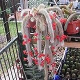 strimusimak 10 unids hildewintera colademononis semillas de cactus planta roja flores de mono cola de cactus semillas para jardín decoración de bonsais al aire libre Semilla foto / 3,57 €