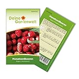 Monatserdbeeren Rügen Samen - Fragaria vesca - Erdbeersamen - Obstsamen - Saatgut für 70 Pflanzen foto / 1,99 € (0,03 € / stück)
