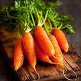 Red Cored Chantenay Carrot Seeds, 1000 Heirloom Seeds Per Packet, Non GMO Seeds photo / $5.99 ($0.01 / Count)