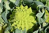 Graines Chou brocolis Romanesco - sachet de 400 graines - Brassica/oleracaea/Brassicaceae - Graines de style photo / 3,49 € (498,57 € / unité)