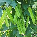 MOCCUROD 15pcs Winged Pea Seeds Four Angled Bean Dragon Bean Seeds photo / $7.99 ($0.53 / Count)