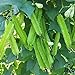 photo MOCCUROD 15pcs Winged Pea Seeds Four Angled Bean Dragon Bean Seeds
