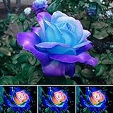 50 Pcs/Sac Graines De Rose Viable Naturel Mini Graines De Rose Bleu Ornementales Pour Jardin Graines De Plantes De Jardin Graines de rose bleu rose photo / 2,37 € (0,05 € / unité)