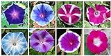 Mixed Color Tall Morning Glory Climbing Vine | 150 Seeds to Plant | Beautiful Flowering Vine. Made in USA, Ships from Iowa photo / $7.29