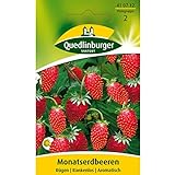Erdbeeren, Monatserdbeeren Rügen, Fragaria vesca, ca. 100 Samen foto / 2,49 €