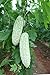photo MOCCUROD 15pcs White Pearl Bitter Melon Seeds Rare Vegetable Bitter Gourd Calabash