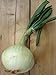 foto Gemüsezwiebel 'Globo' (Allium cepa) 100 Samen Zipolle Küchenzwiebel Speisezwiebel Bolle
