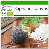 SAFLAX - Ecológico - Rábano - Español Negro - 100 semillas - Con sustrato estéril para cultivo - Raphanus sativus foto / 4,45 €