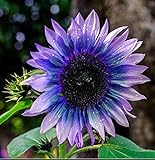 Sunflower Seeds for Planting 50 Pcs Seeds Rare Exotic Purple Garden Seeds Sunflowers photo / $9.90 ($0.20 / Count)