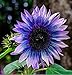 photo Sunflower Seeds for Planting 50 Pcs Seeds Rare Exotic Purple Garden Seeds Sunflowers