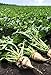 photo Pelleted-Sugar Beet Seeds - Good yields of Large 3 lb Sugar Beets.Great Tasting!(25 - Seeds)