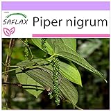 SAFLAX - Poivrier commun - 20 graines - Piper nigrum photo / 3,75 € (0,19 € / unité)