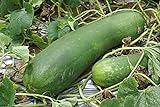 20 Organic Huge Chinese Asian Winter Melon Seeds Wax Gourd - Seed from Year 2021 USA photo / $7.98