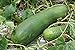photo 20 Organic Huge Chinese Asian Winter Melon Seeds Wax Gourd - Seed from Year 2021 USA