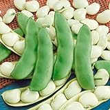 Seed Needs, Henderson Lima Bush Bean (Phaseolus vulgaris) Bulk Package of 150 Seeds Non-GMO photo / $7.49