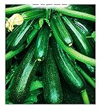 Semillas de calabacín híbrido diamant - vegetales - cucurbita pepo - zi015 - las mejores semillas de plantas - flores - frutas raras - idea de regalo - calabacines - aproximadamente 75 semillas - a foto / 8,18 €