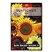 photo Sow Right Seeds - Large Full-Color Packet of Mixed Sunflower Seed to Plant - Non-GMO Heirloom - Instructions for Planting - Wonderful Gardening Gift (1)
