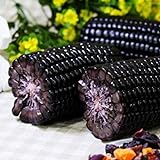 Lot de 10 graines de maïs noir pour plantes, fruits, légumes, jardin, ferme, plantes nutritives – Graines de maïs photo / 2,82 €