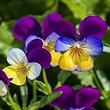 Outsidepride Viola Johnny Jump Up Plant Flower - 5000 Seeds photo / $6.49 ($0.00 / Count)
