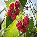 photo Killarney Raspberry - 5 Red Raspberry Plants - Everbearing - Organic Grown -