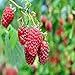 photo Boyne Raspberry - 2 Golden Raspberry Plants - Everbearing - Organic Grown -