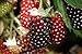 photo Hello Organics Boysenberry Plants Original Price Includes Four (4) Plants
