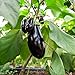 foto Berenjena, semillas de berenjena - Solanum melongena