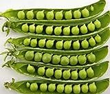 Pea Seed, Sugar Daddy, Heirloom, Non GMO, 20 Seeds, Perfect Peas photo / $1.99