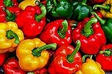 Bell Pepper, California Wonder Pepper Seeds, Heirloom, 25 Seeds, Delicious Large Peppers photo / $1.99 ($0.08 / Count)