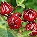 photo Red Roselle Seeds (Hibiscus sabdariffa) Packet of 50 Seeds