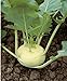 foto 300 semillas de colo rava blanca – Verduras antiguas huertas – Método ecológico