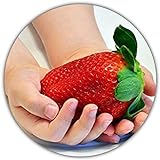Fresas gigantes - Fragaria Ananassa - Semillas de fresa - 50 semillas - La fresa más grande del mundo - Sabor intenso - Rica en vitaminas foto / 4,49 €
