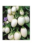 Aubergine White Mini - Eierfrucht - 20 Samen foto / 1,60 €