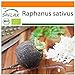 foto SAFLAX - Ecológico - Rábano - Español Negro - 100 semillas - Raphanus sativus