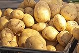 5 Lbs Russet Seed Potatoes - USA Non-GMO Certified Potato TUBERS SPUDS photo / $13.99