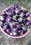 25 Seeds / Purple Eggplant (Baby Eggplants) photo / $9.25 ($0.37 / Count)