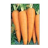 750 Danvers 126 Carrot Seeds | Non-GMO | Fresh Garden Seeds photo / $5.95