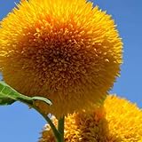 Teddy Bear Sunflower Seeds | 20 Seeds | Exotic Garden Flower | Sunflower Seeds for Planting | Great for Hummingbirds and Butterflies photo / $6.96 ($0.35 / Count)