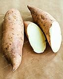 Dichondra Fresh 20Pcs Sweet Potato Vegetables Seeds for Planting White photo / $14.99