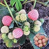 Big Pack Rare Fresh Seeds for Planting (White Strawberry-2000+ Seeds) photo / $8.99