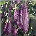 photo Unbrandred Fairy Tale Eggplants Seeds (25+ Seeds)(More Heirloom, Organic, Non GMO, Vegetable, Fruit, Herb, Flower Garden Seeds (25+ Seeds) at Seed King Express)