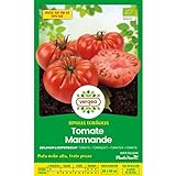 Semillas ecológicas de tomate marmande raf Vergea foto / 1,85 €