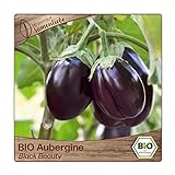 BIO Aubergine Samen Sorte Black Beauty (Solanum melongena) Gemüsesamen Eierfrucht Saatgut foto / 3,29 €