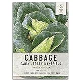 Seed Needs, Early Jersey Wakefield Cabbage (Brassica oleracea) Single Package of 300 Seeds Non-GMO photo / $5.85