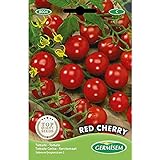 Germisem Red Cherry Semillas de Tomate 1 g (EC8004) foto / 2,45 €