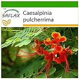SAFLAX - Pequeño flamboyan - 10 semillas - Con sustrato estéril para cultivo - Caesalpinia pulcherrima foto / 4,45 €