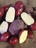 Seed Potato, Red Lasoda, (5 Lbs.), Certified Minnesota Grown Red Lasoda photo / $8.95 ($0.11 / Ounce)