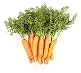 Carrot Vegetable Seeds for Planting Home Garden Outdoors - Little Finger Baby Carrot Seeds! photo / $5.99